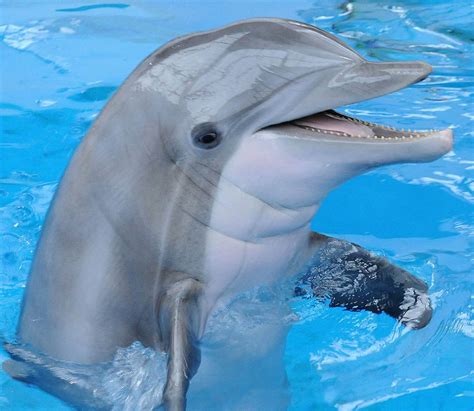 Delfín  Internacional